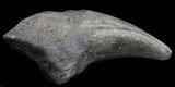 Killer Allosaurus Toe Claw With Stand - Wyoming #35162-3